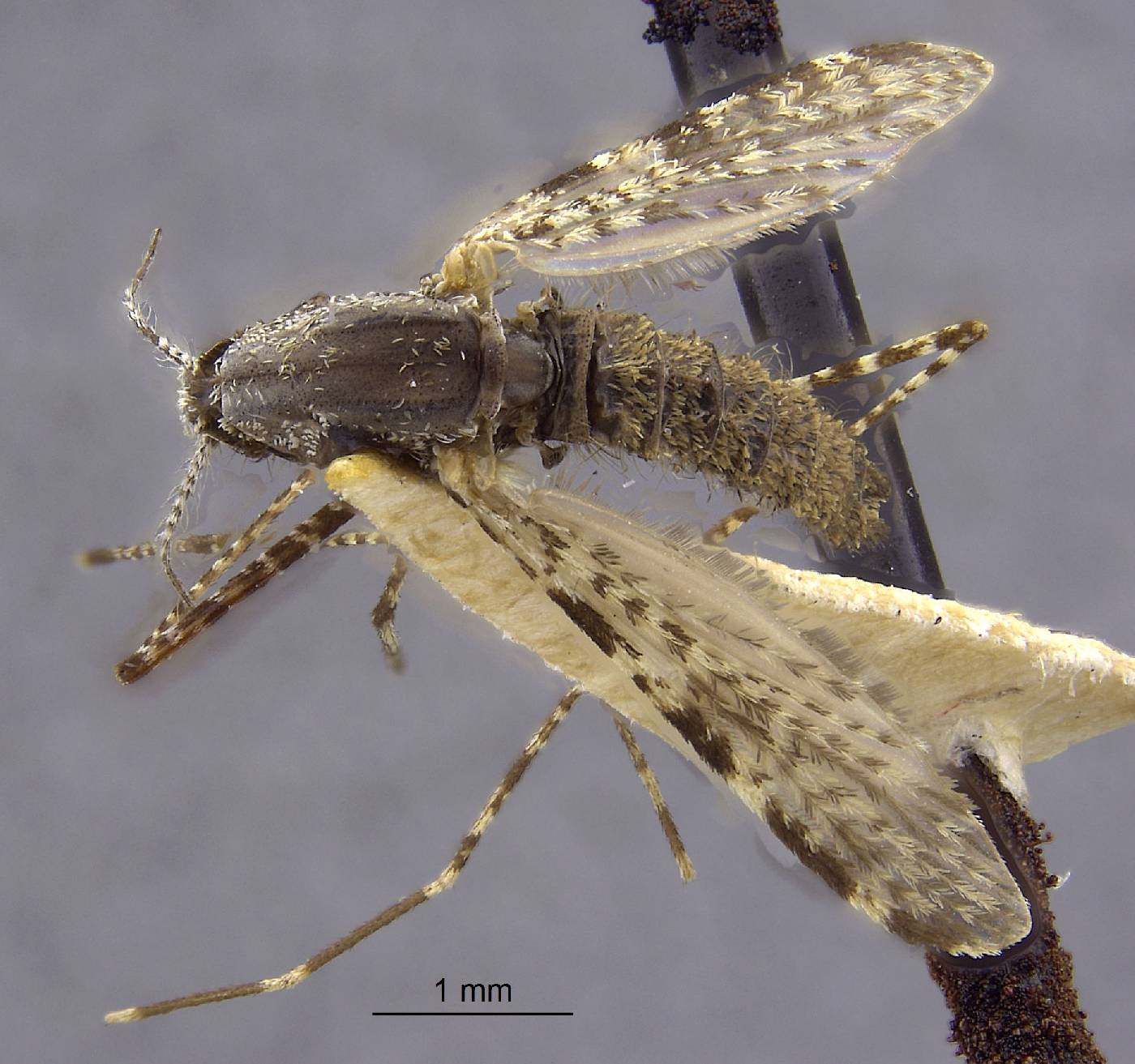 Anopheles amictus image