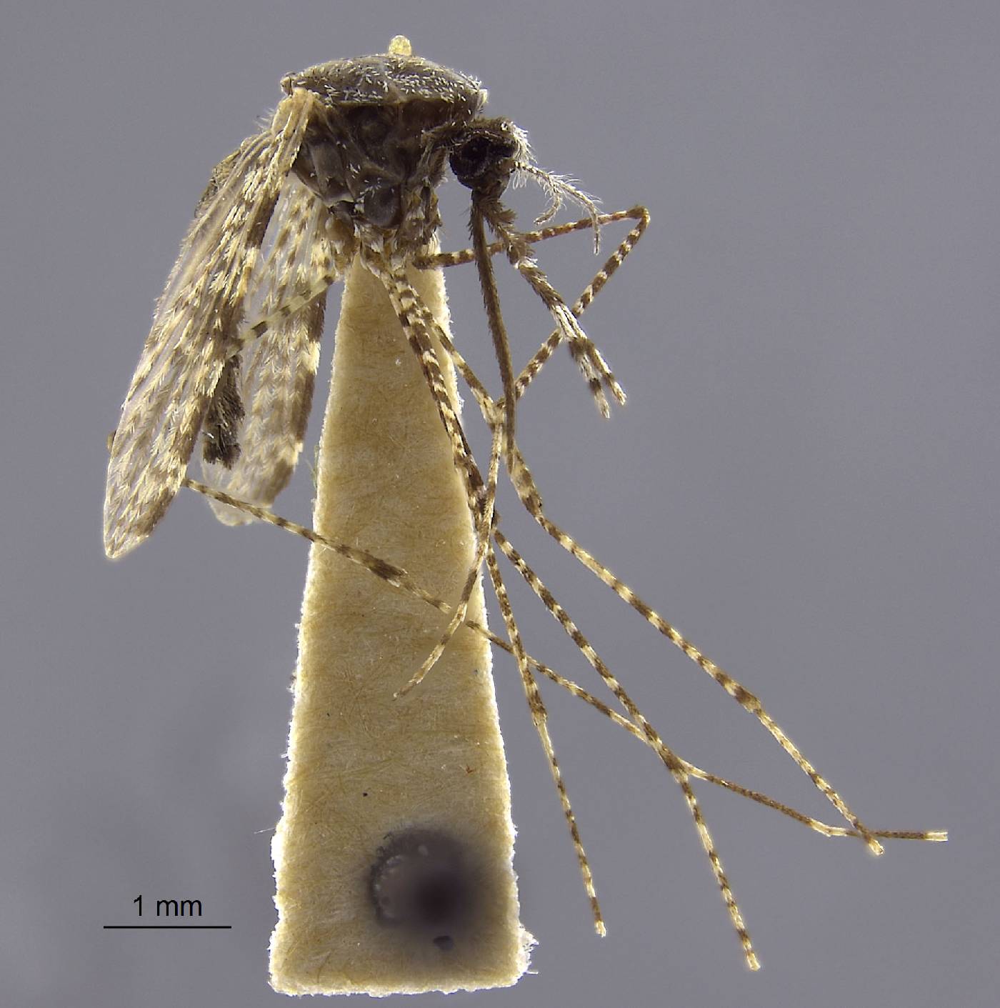Anopheles amictus image