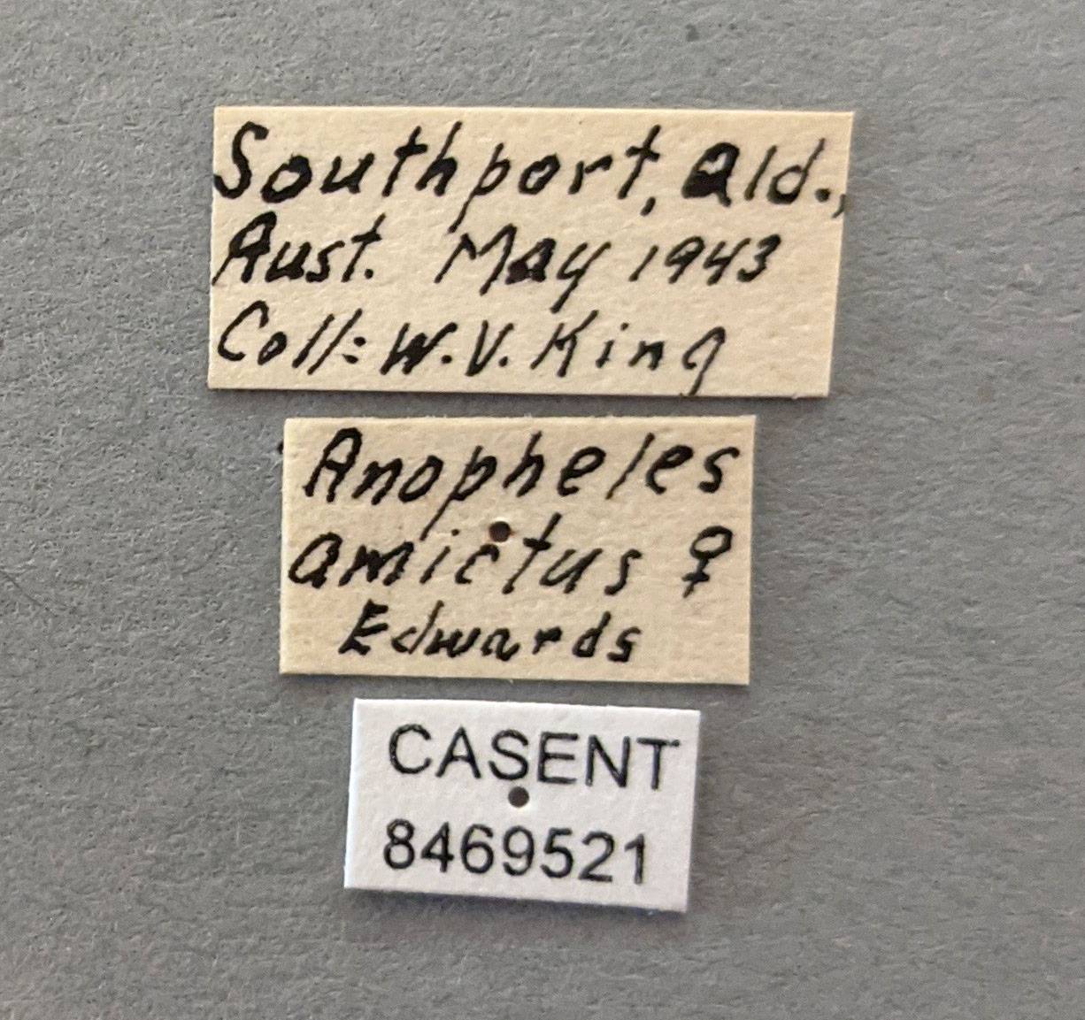 Anopheles amictus image