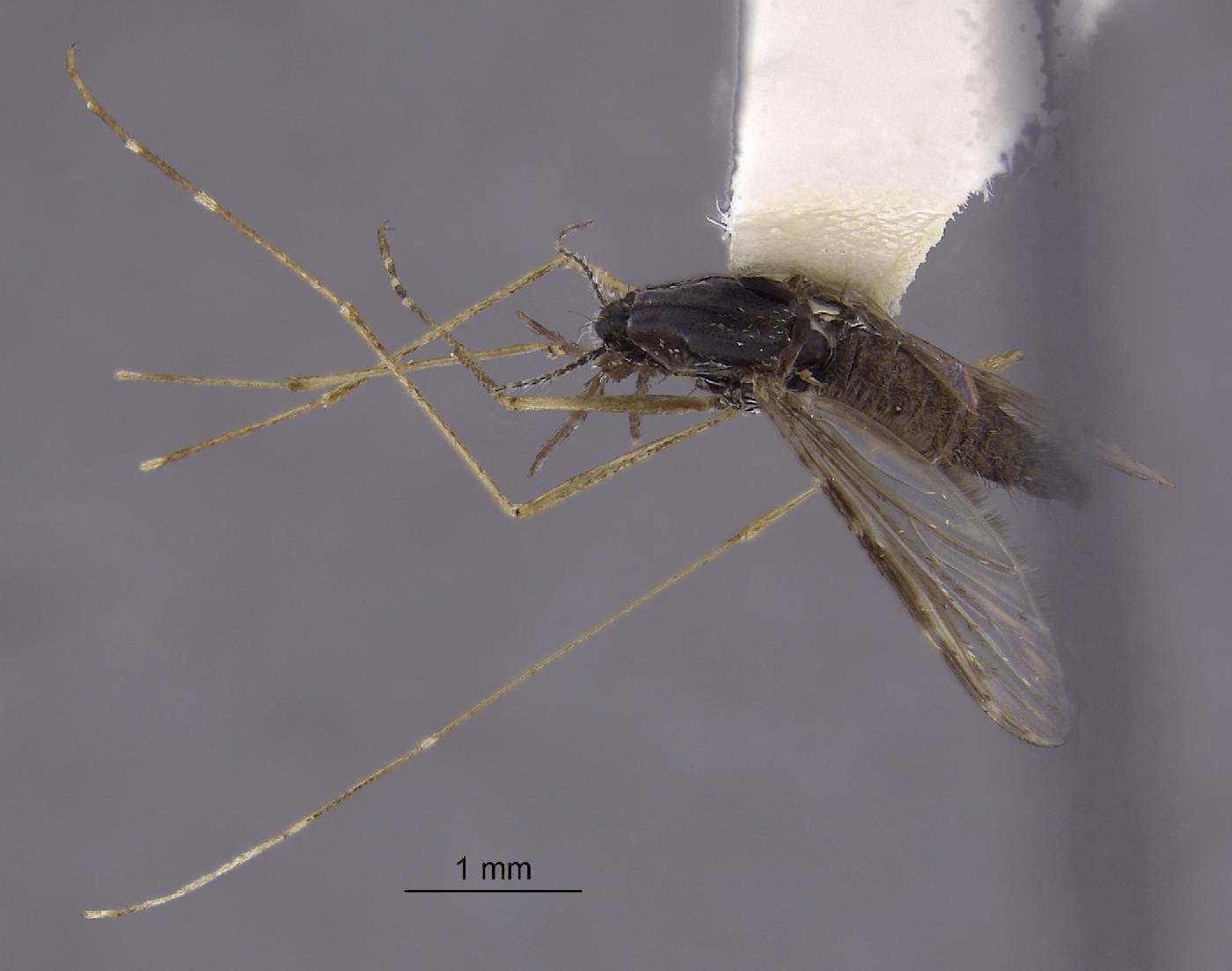 Anopheles annularis image