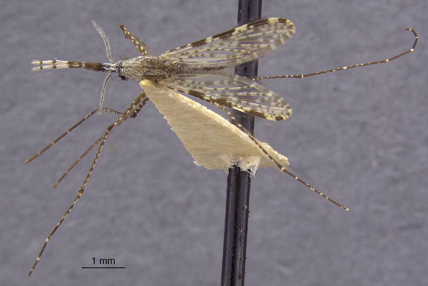 Anopheles annulipes image