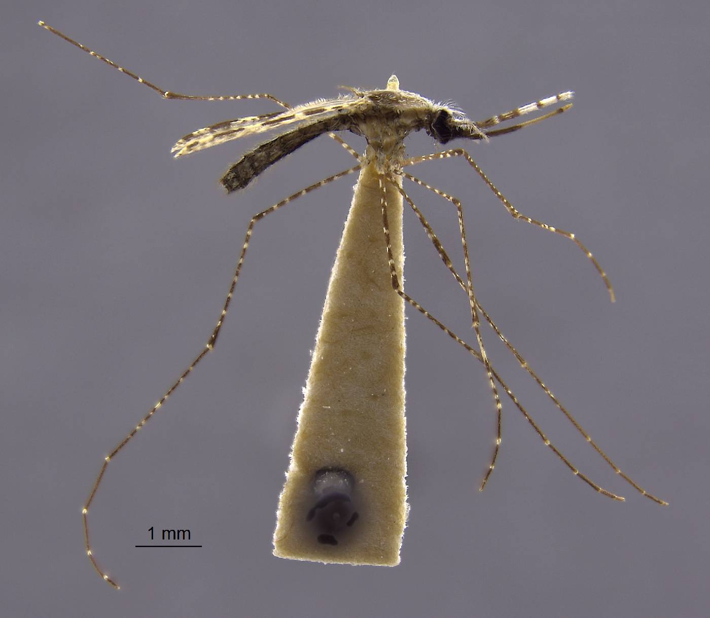 Anopheles annulipes image