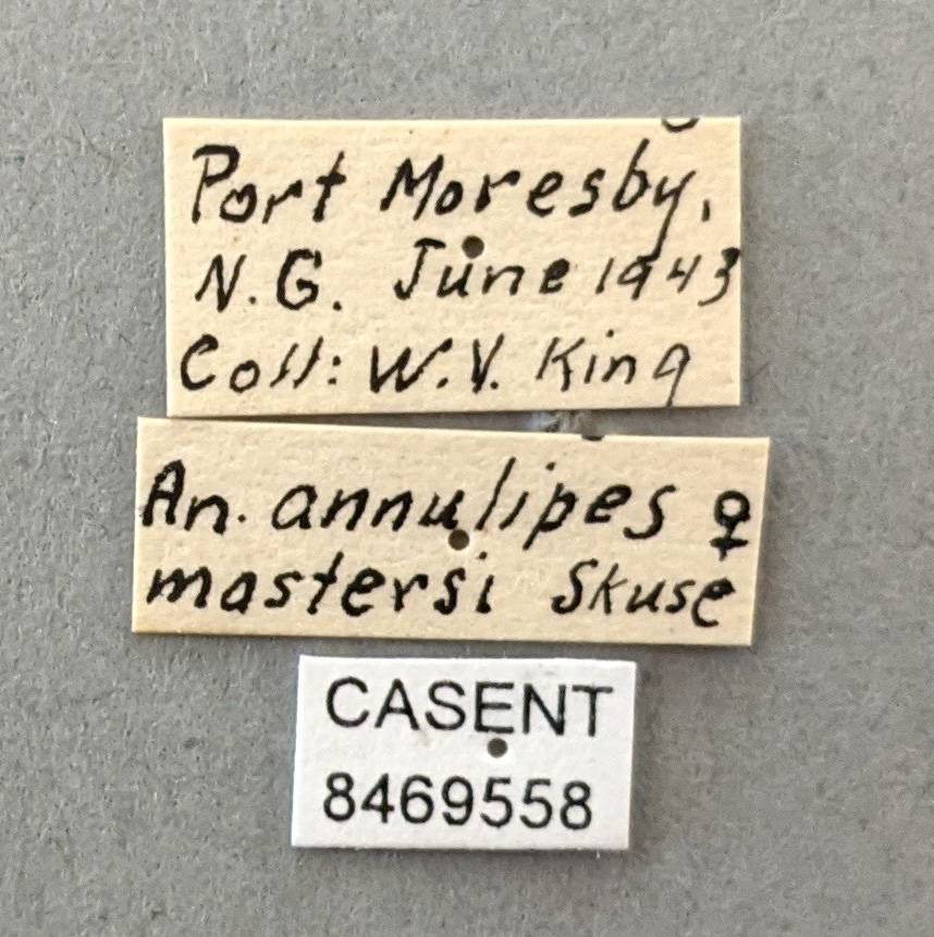 Anopheles annulipes image