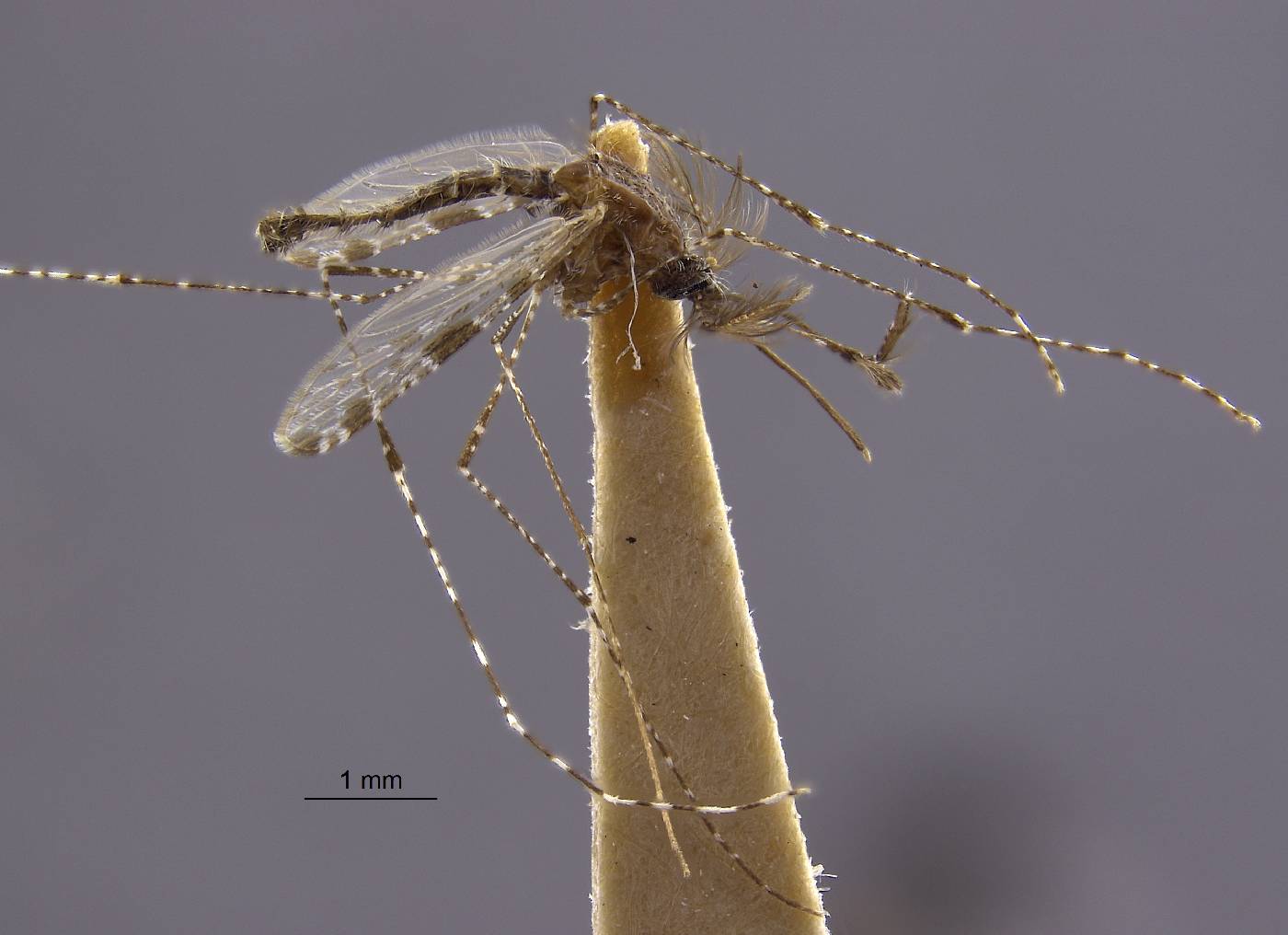 Anopheles apicimacula image