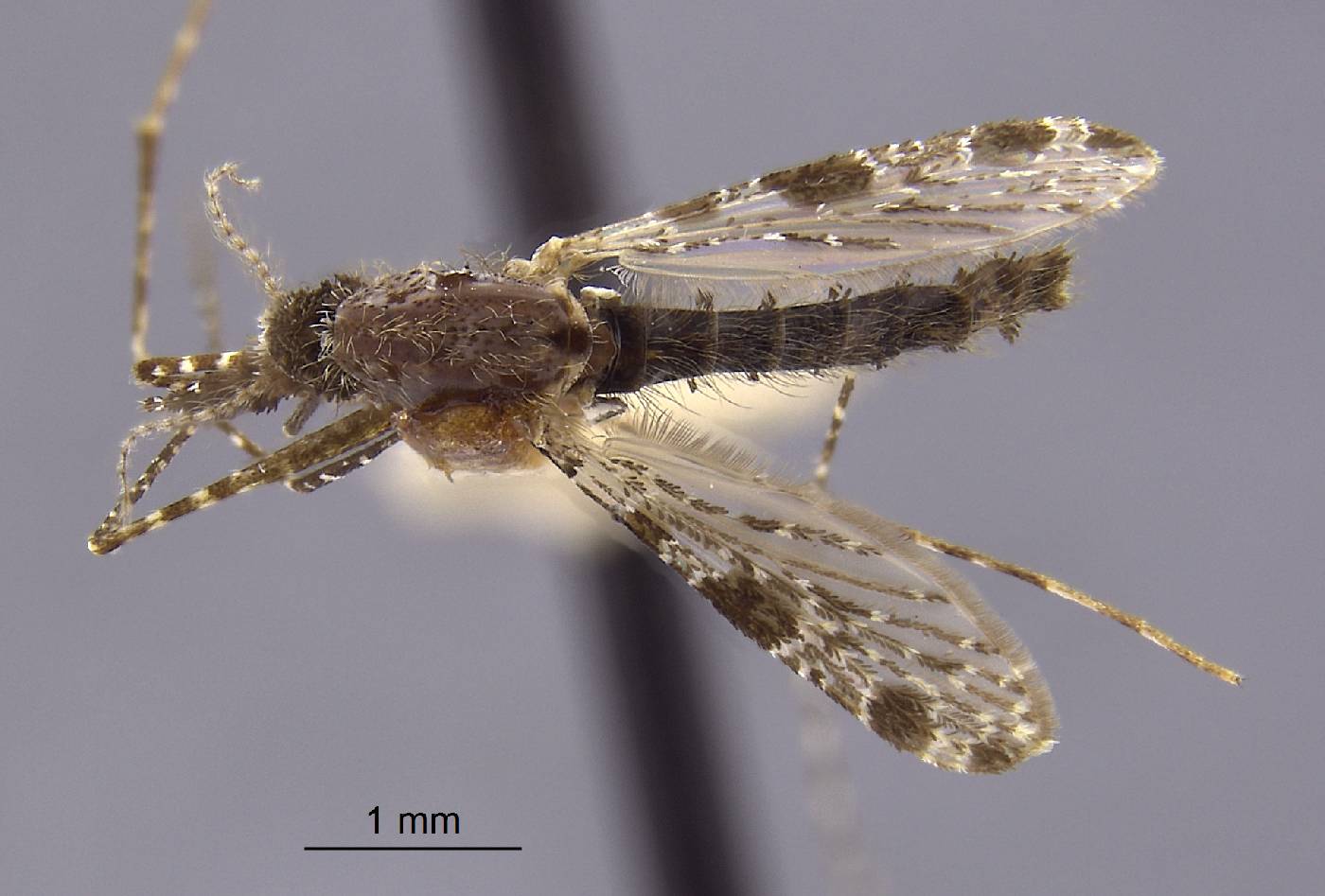 Anopheles apicimacula image