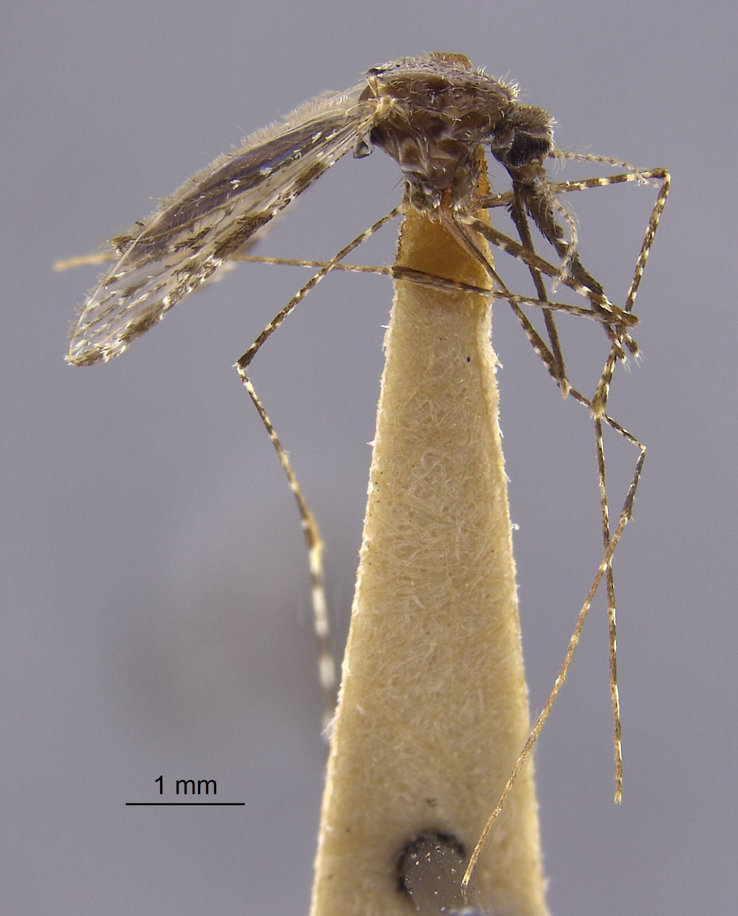 Anopheles apicimacula image
