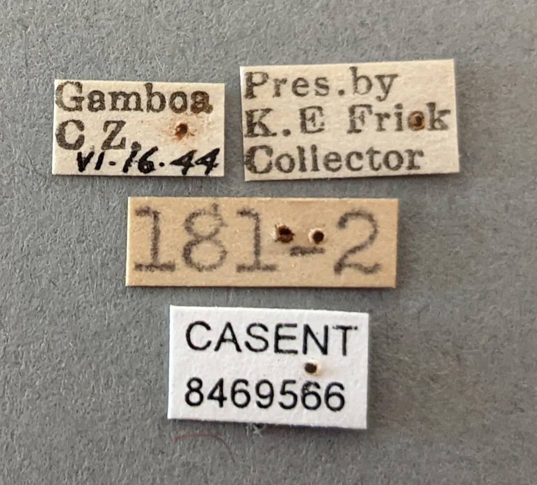 Anopheles apicimacula image