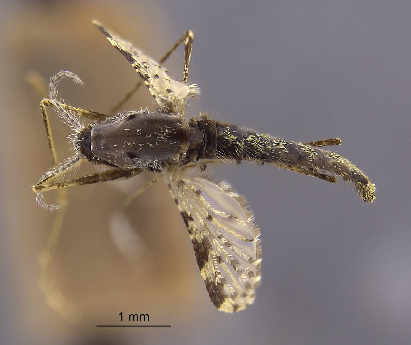 Anopheles aquasalis image