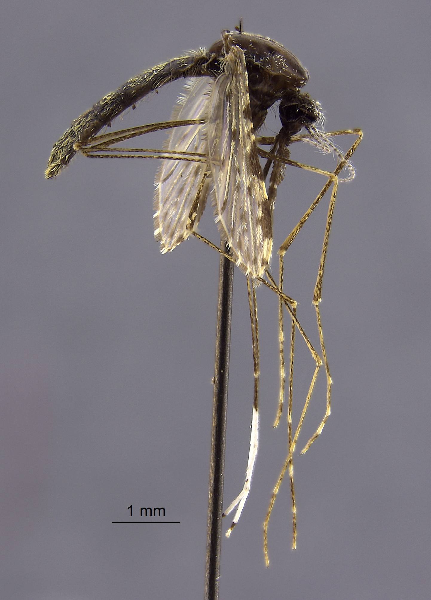 Anopheles aquasalis image