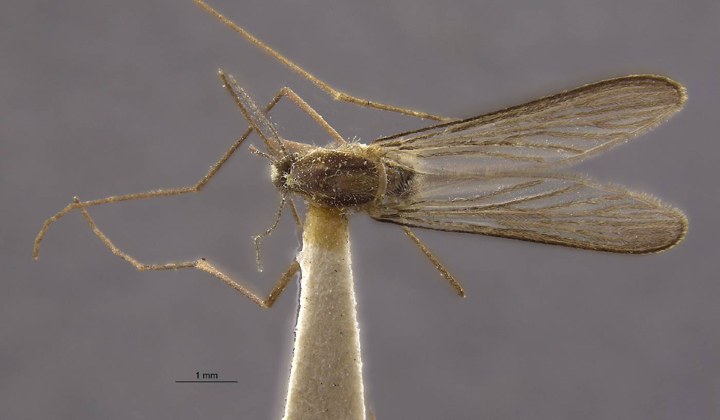 Anopheles claviger image