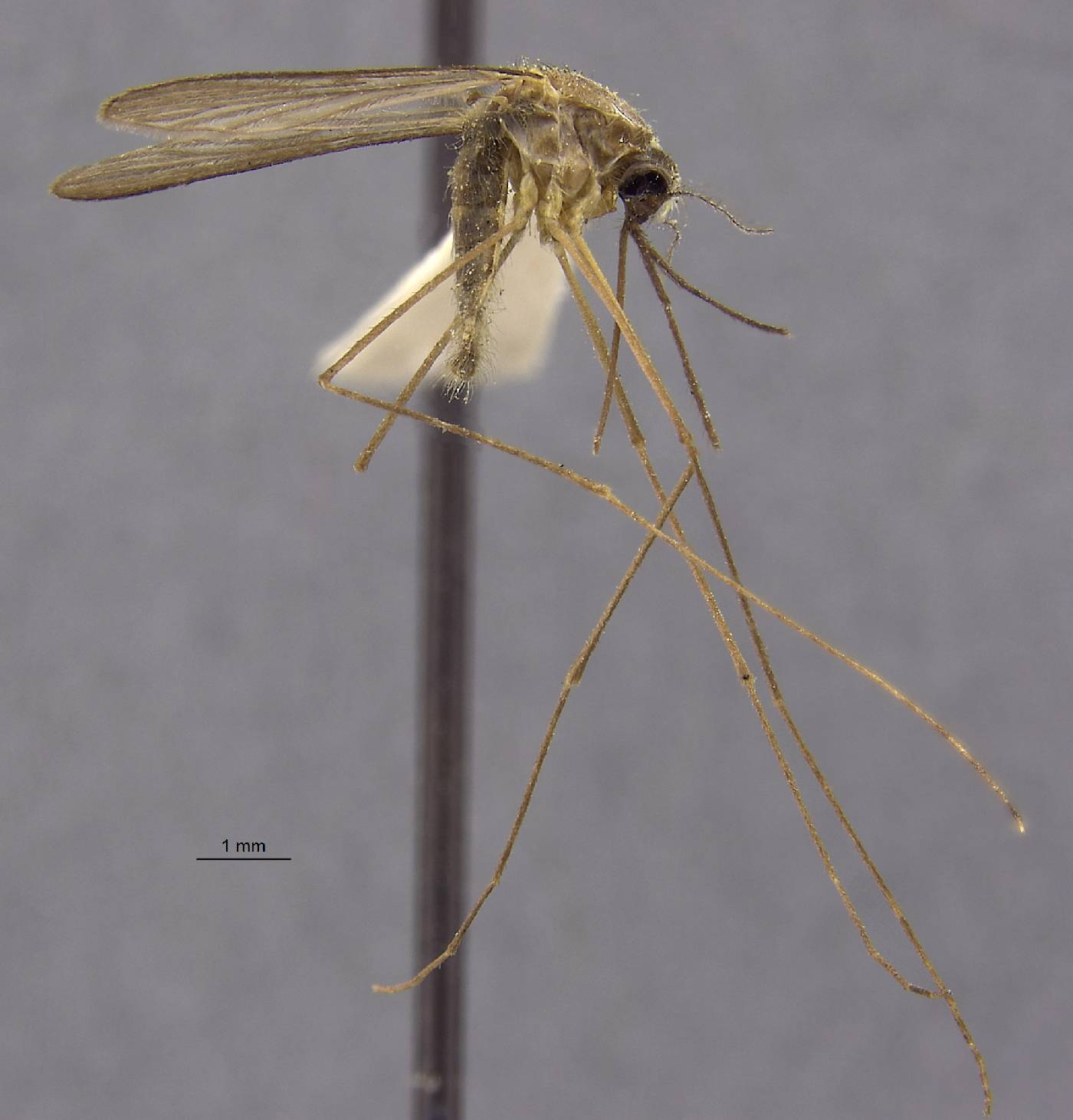 Anopheles claviger image