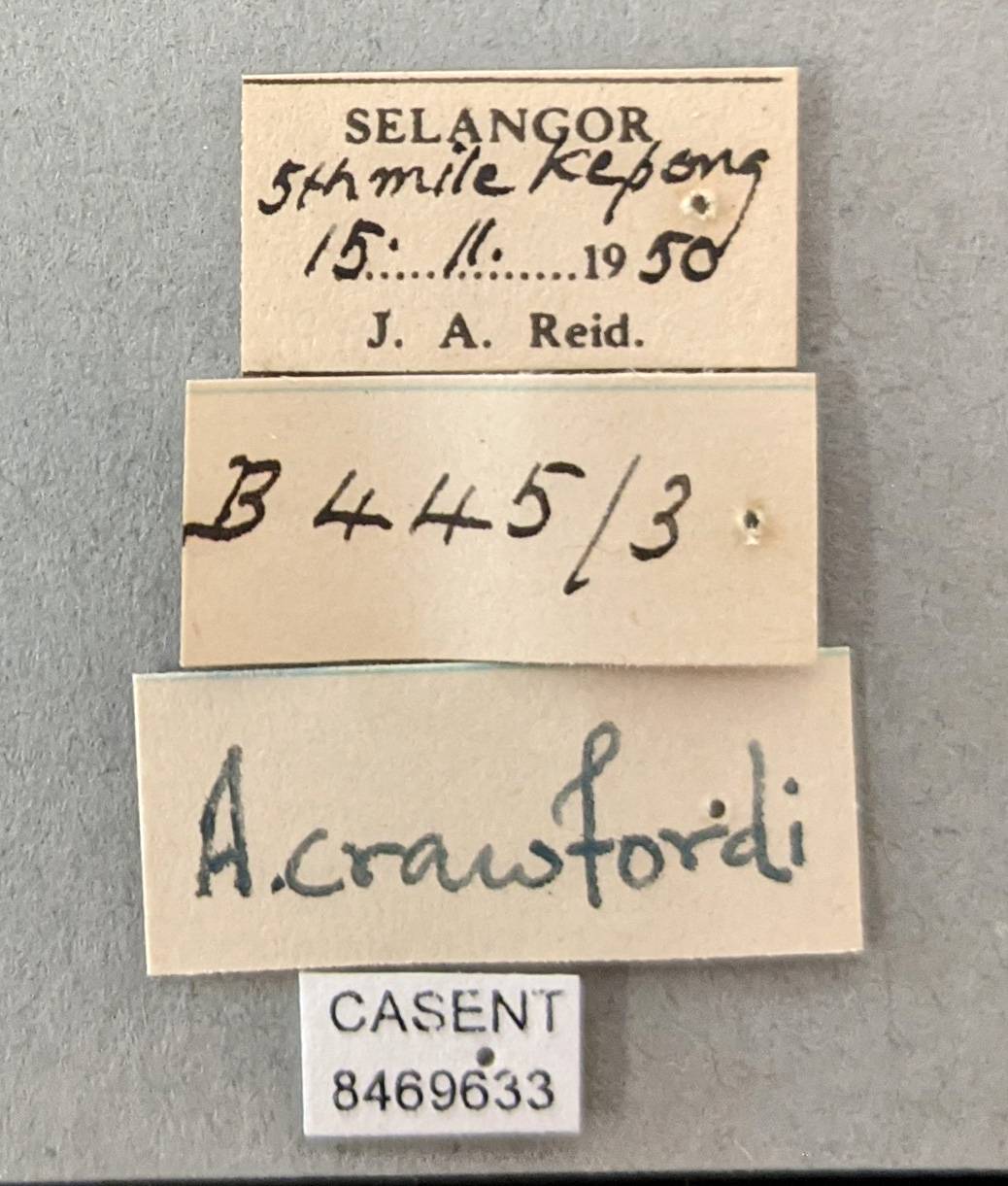 Anopheles crawfordi image