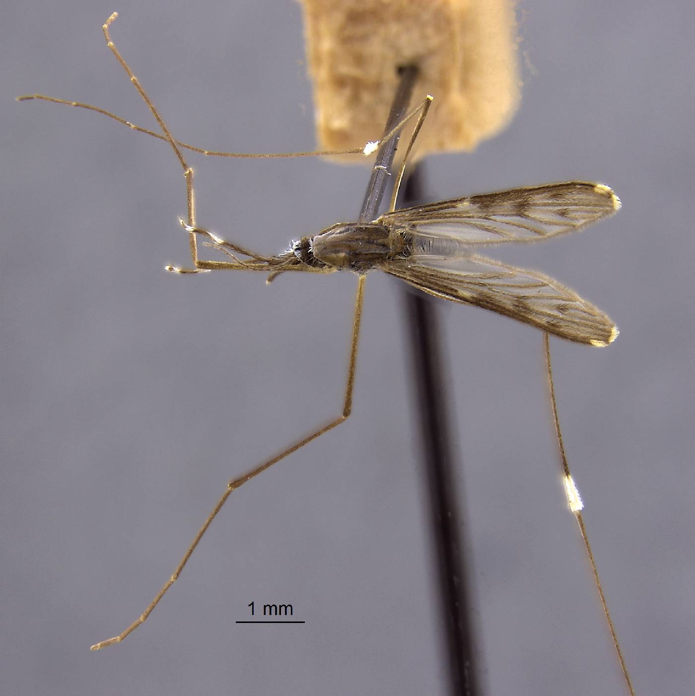 Anopheles eiseni image