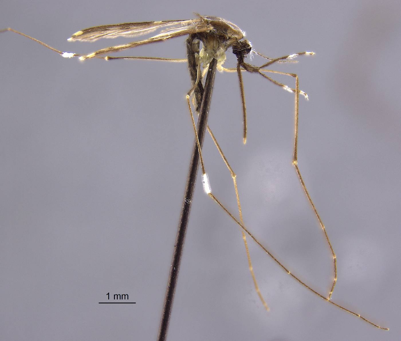 Anopheles eiseni image