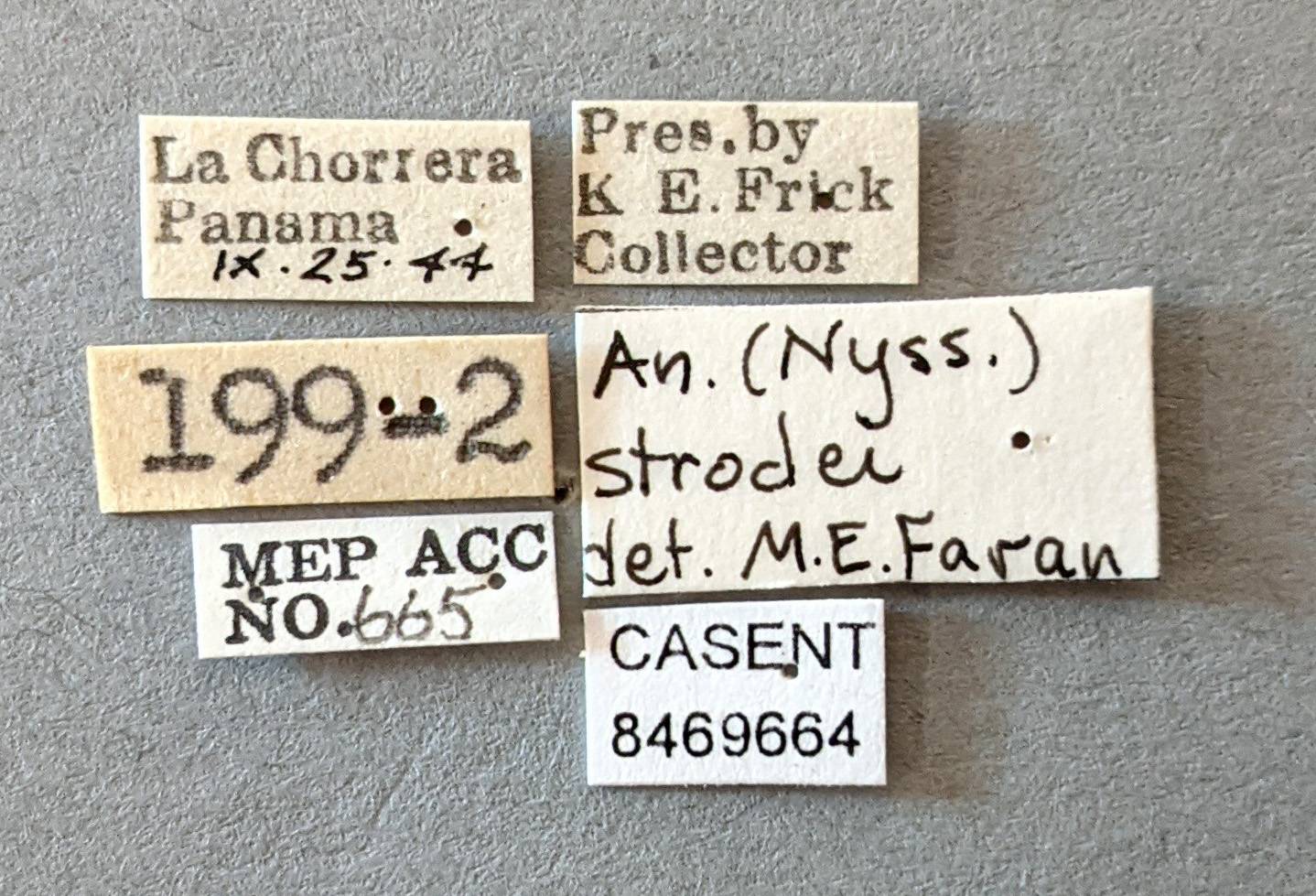 Anopheles evansae image