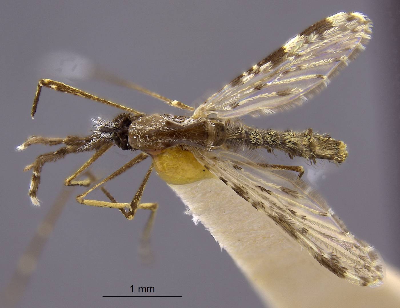 Anopheles evansae image