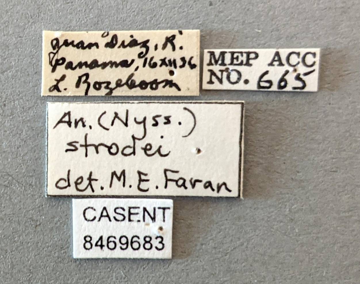 Anopheles evansae image