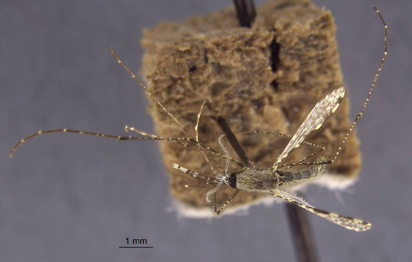 Anopheles farauti image