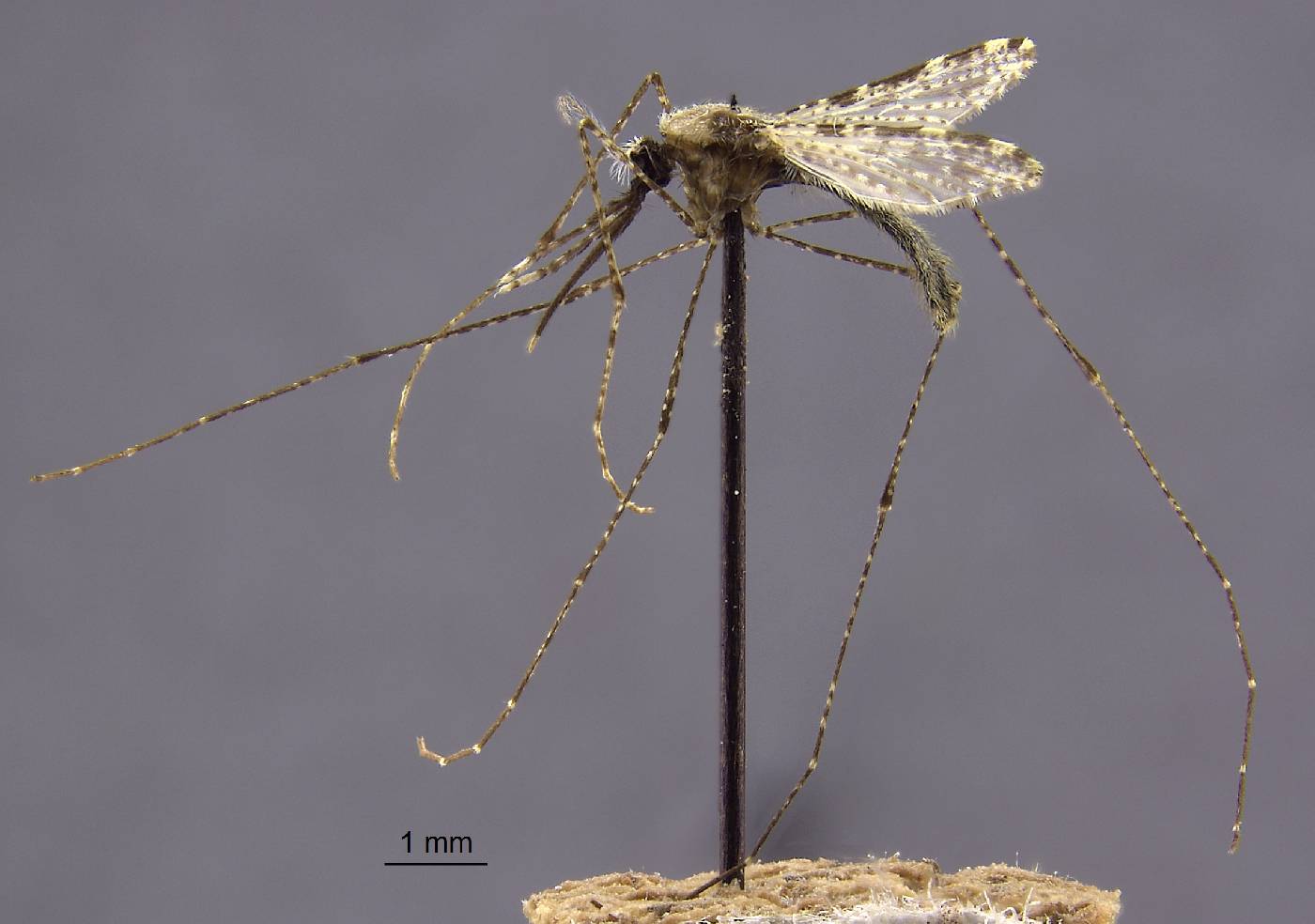 Anopheles farauti image