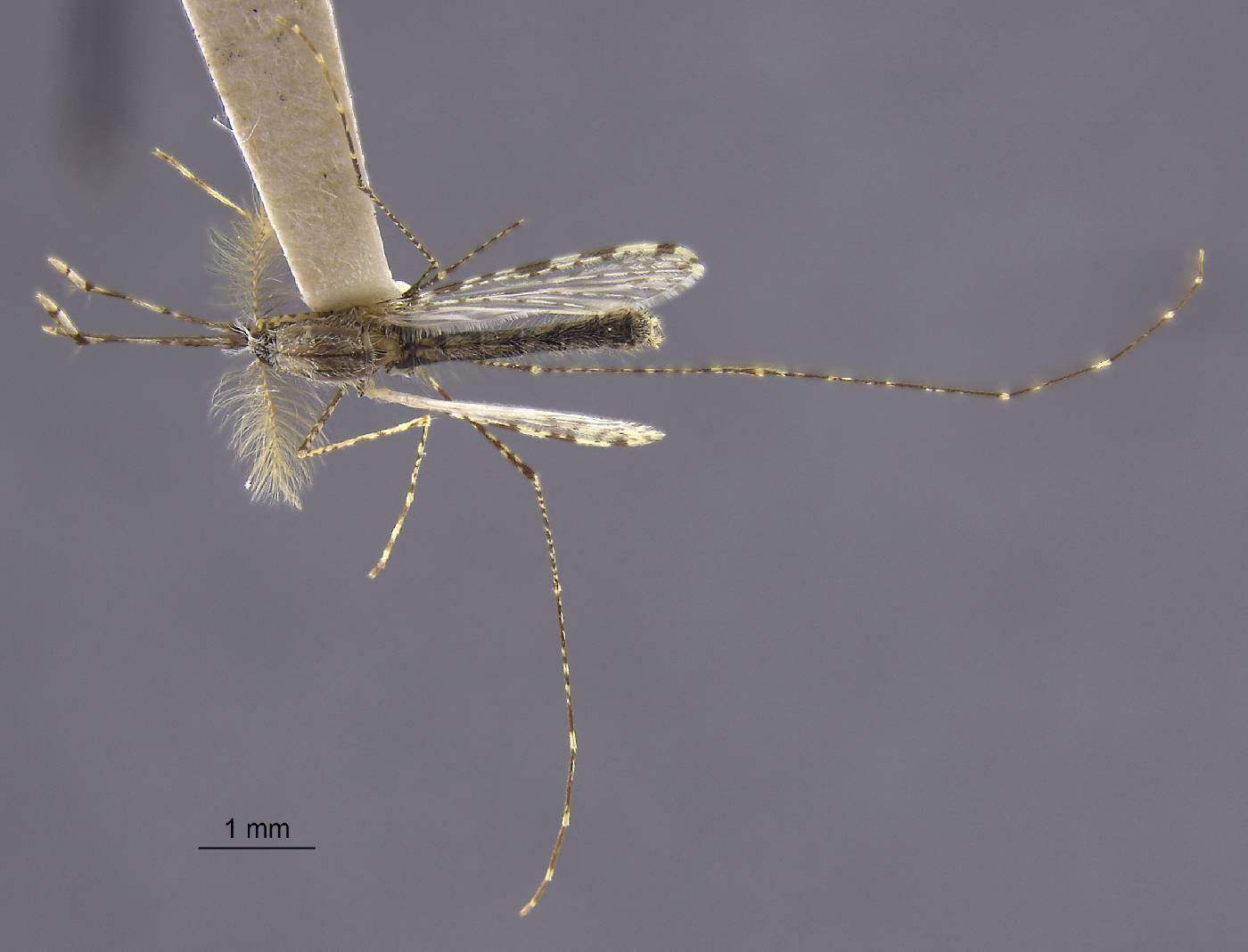 Anopheles farauti image