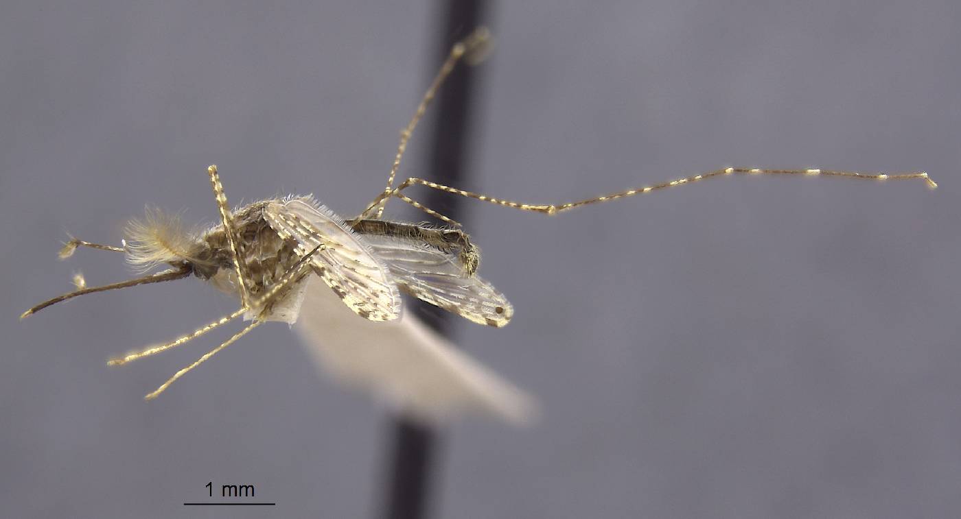 Anopheles farauti image