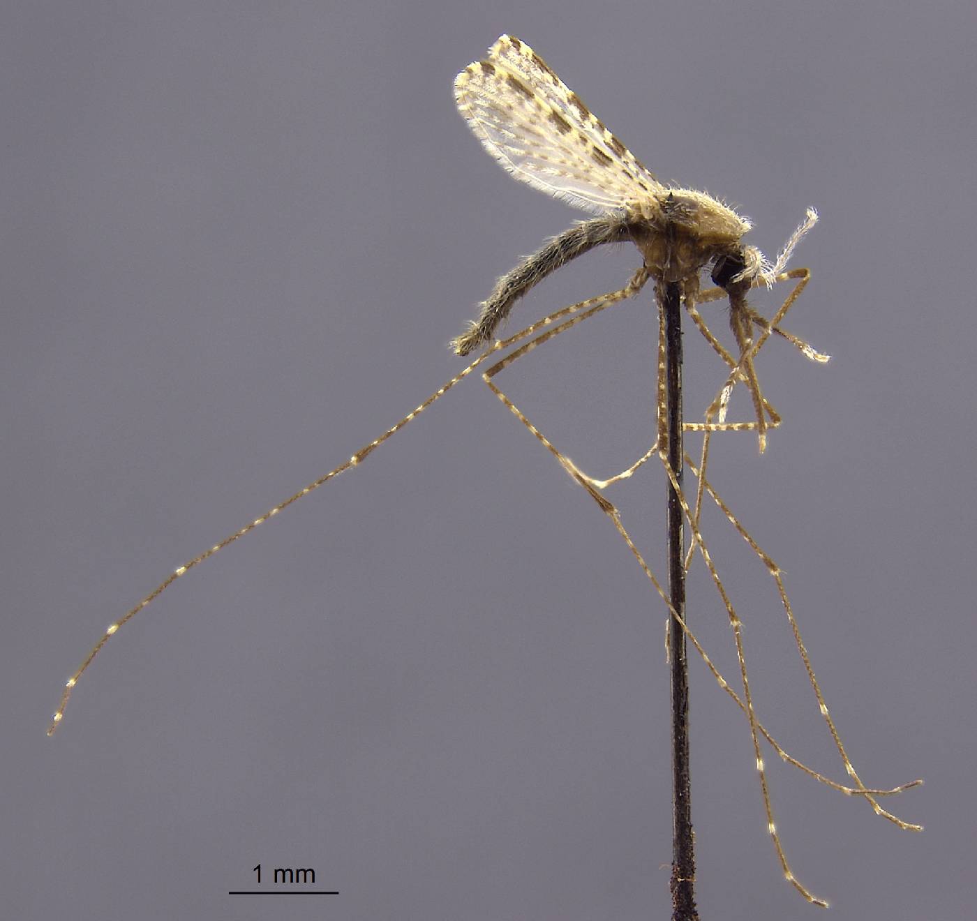 Anopheles farauti image