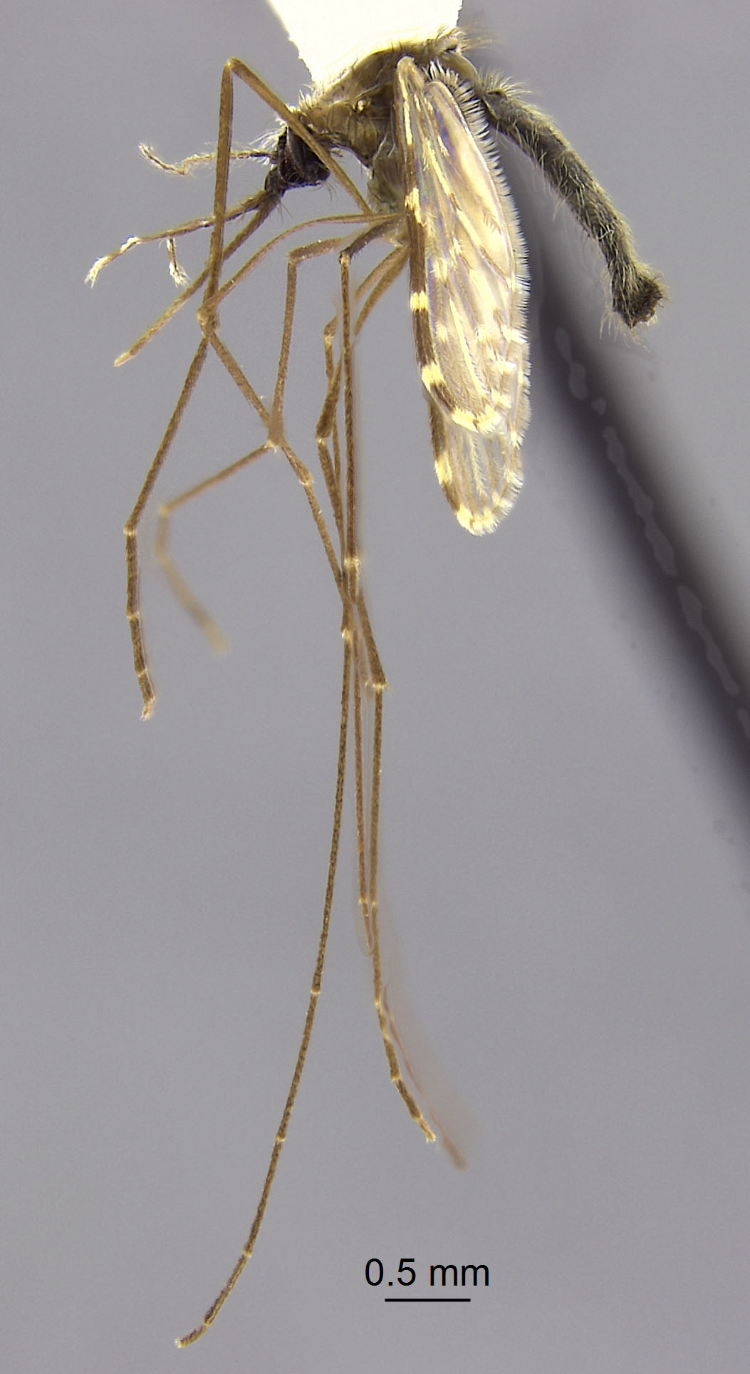 Anopheles flavirostris image