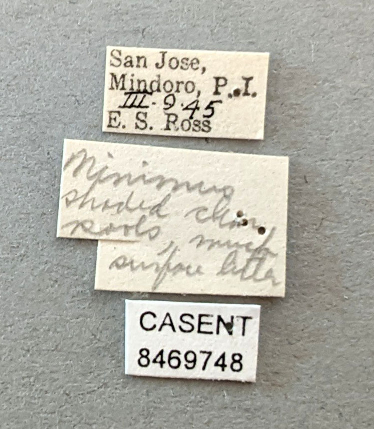 Anopheles flavirostris image