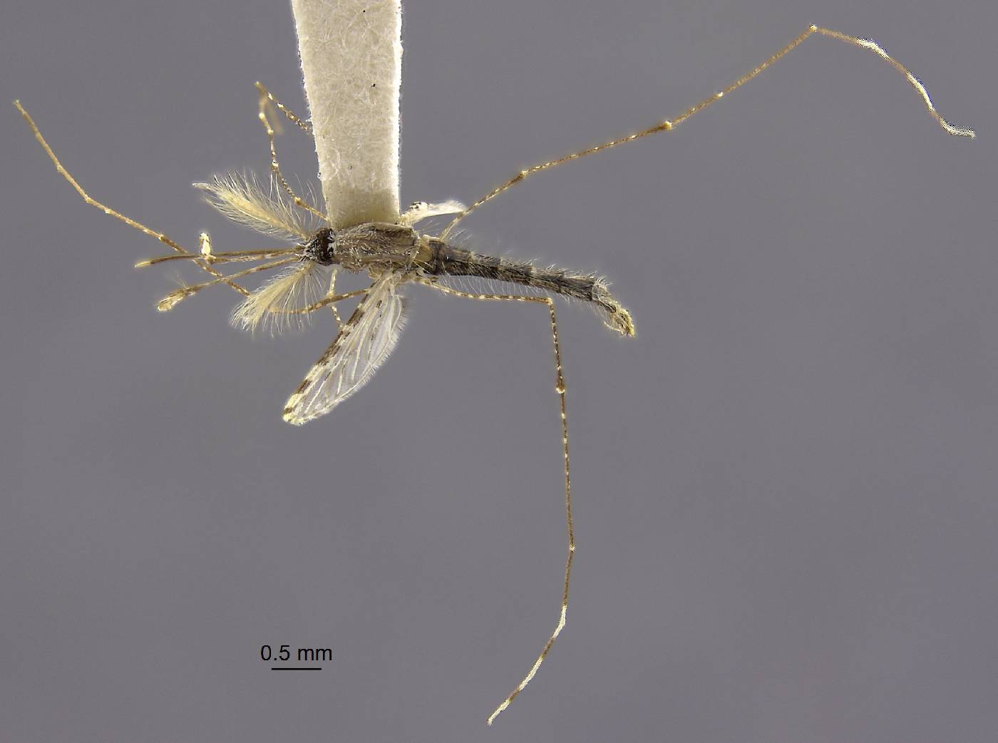 Anopheles flavirostris image