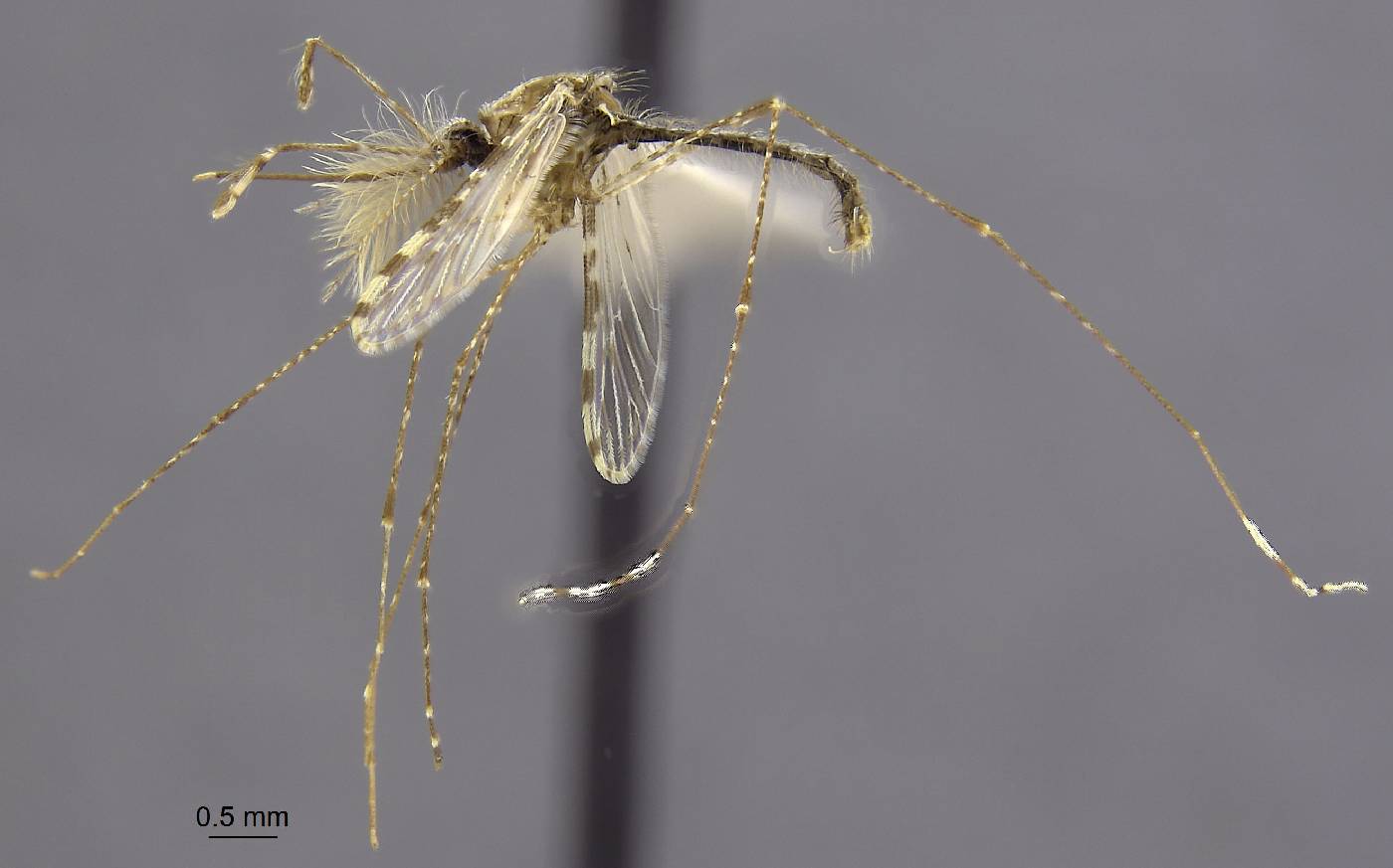 Anopheles flavirostris image