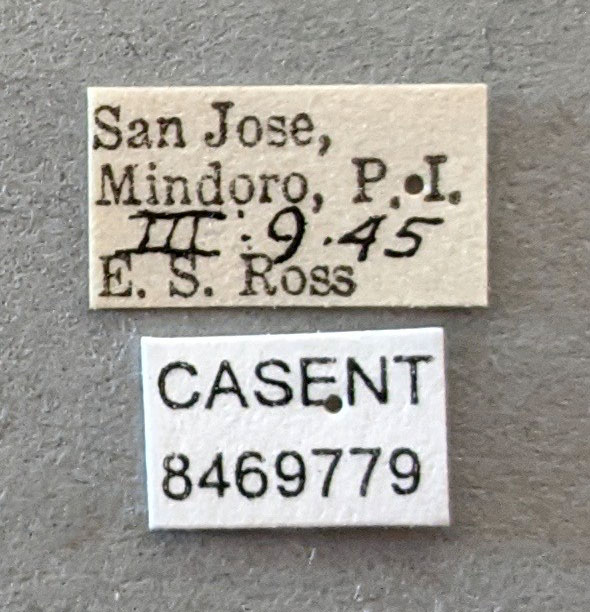 Anopheles flavirostris image