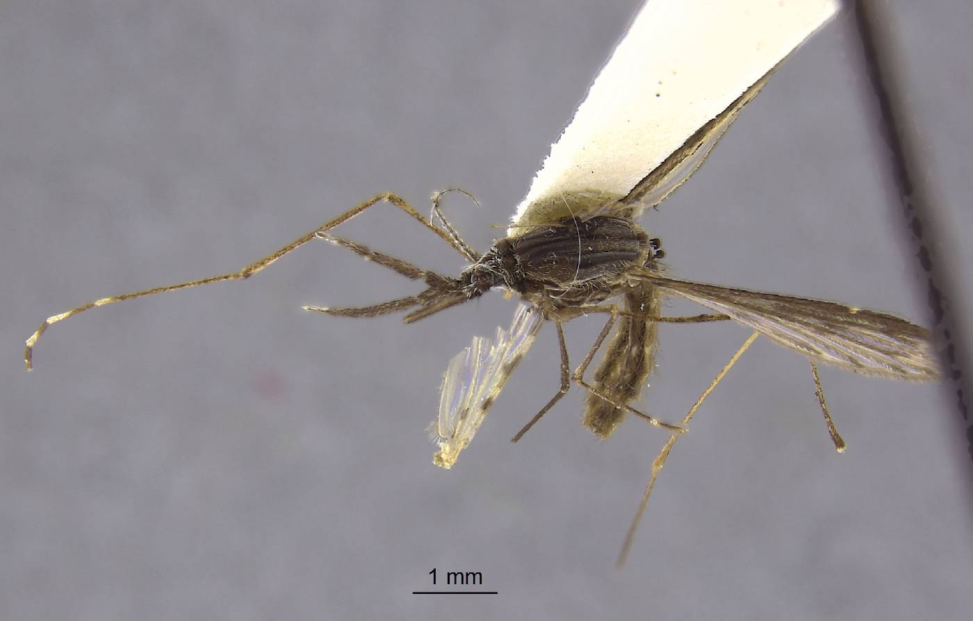 Anopheles franciscoi image