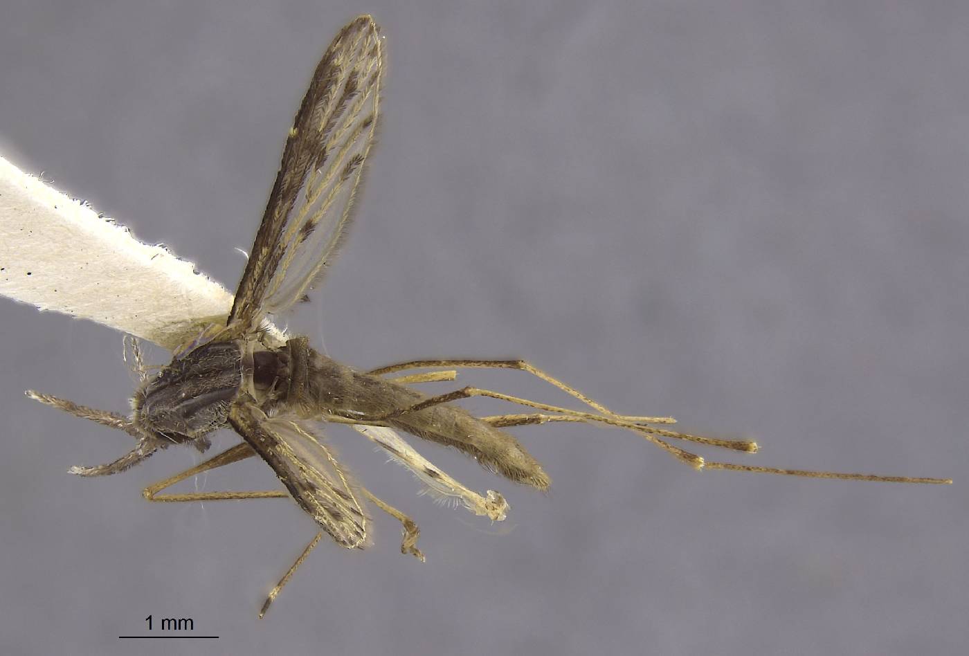 Anopheles franciscoi image