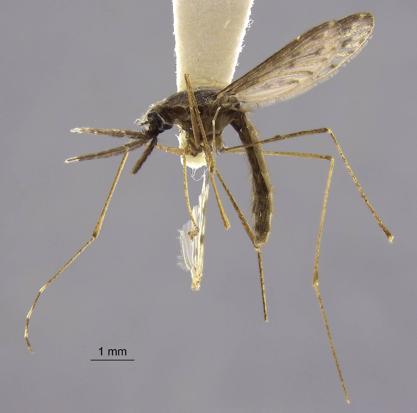 Anopheles franciscoi image