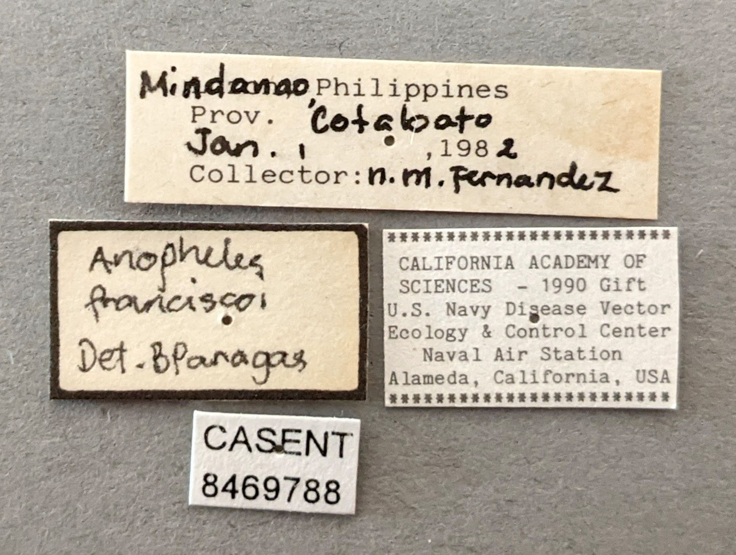 Anopheles franciscoi image