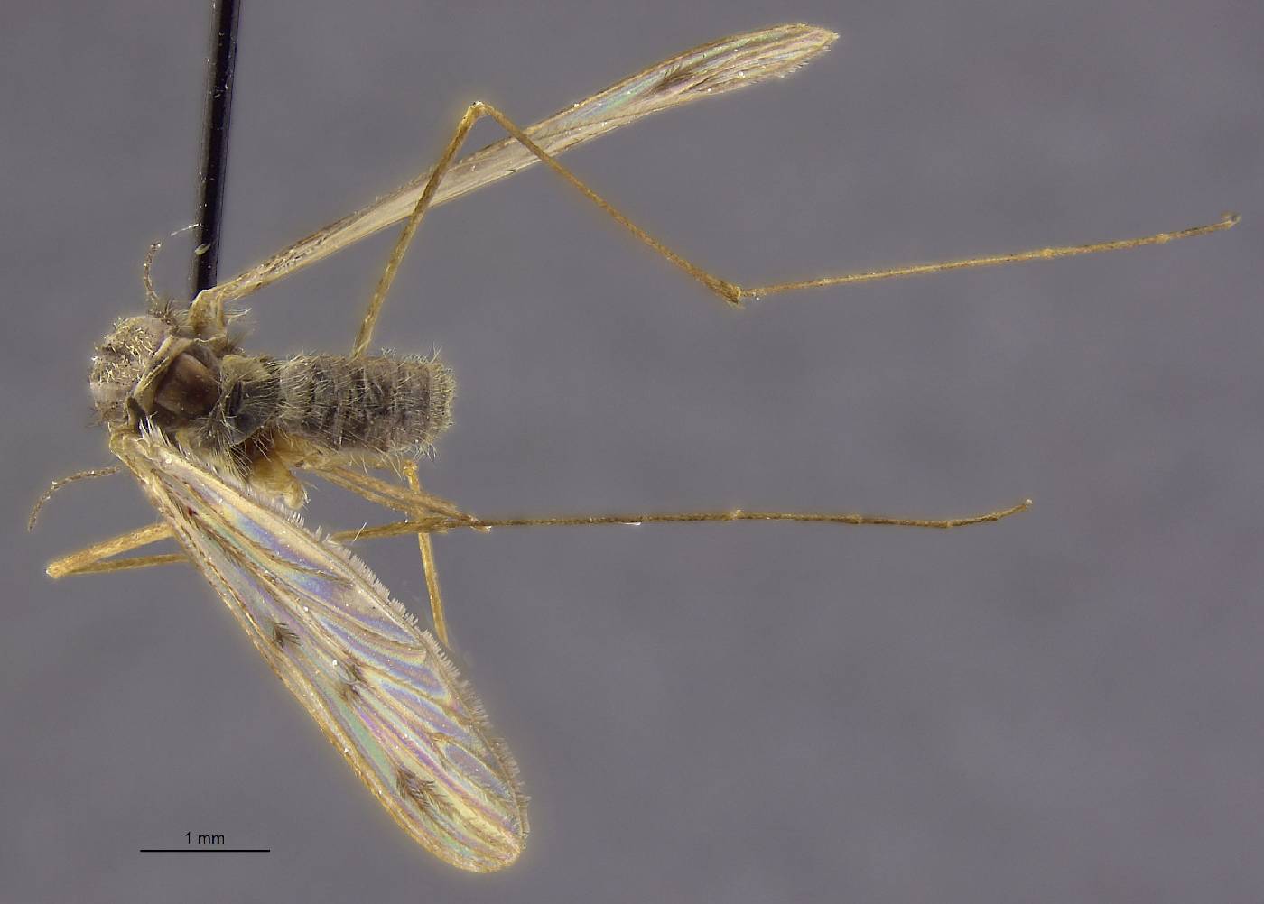 Anopheles freeborni image