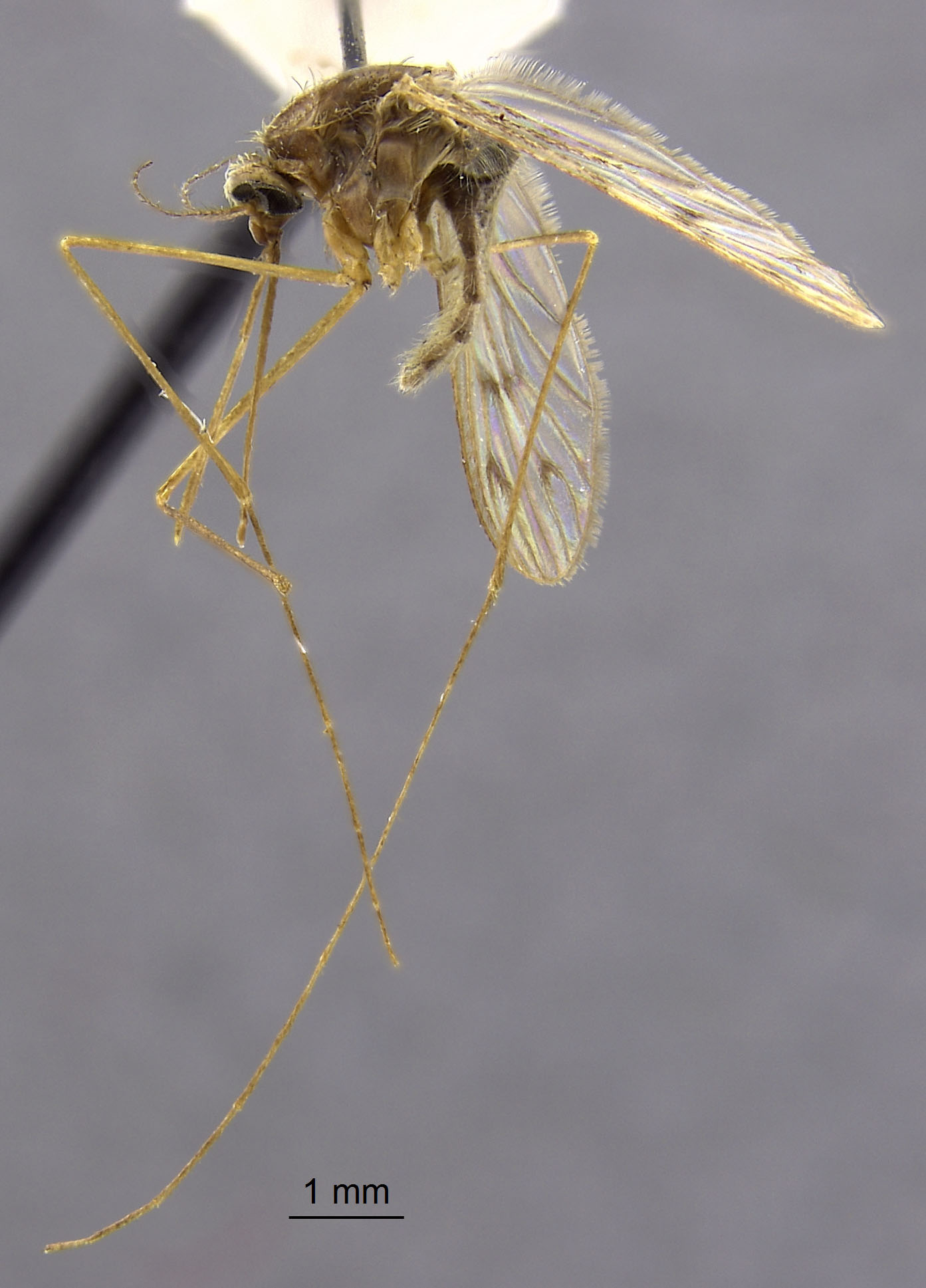 Anopheles freeborni image