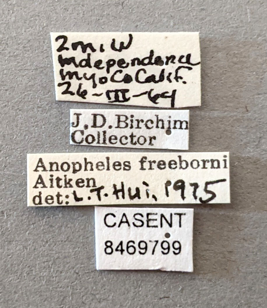 Anopheles freeborni image