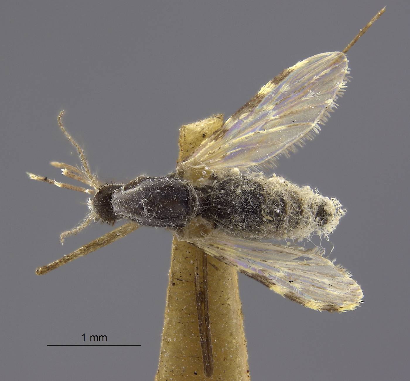 Anopheles funestus image