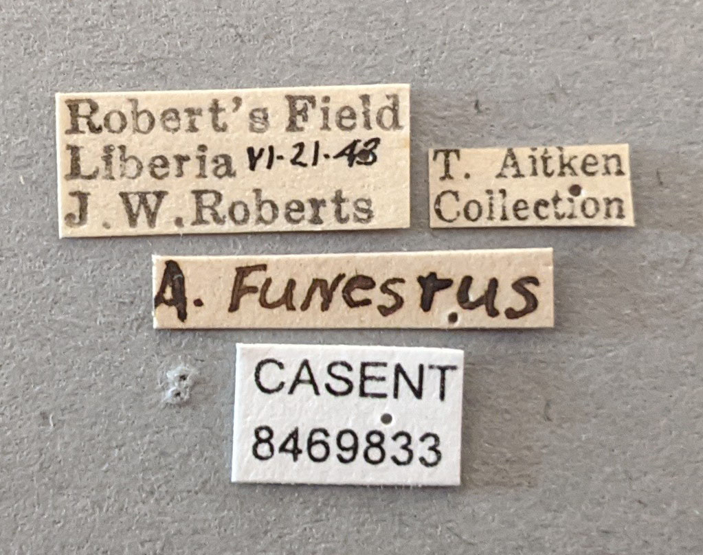 Anopheles funestus image