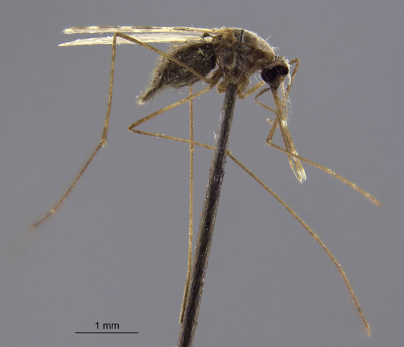 Anopheles gambiae image