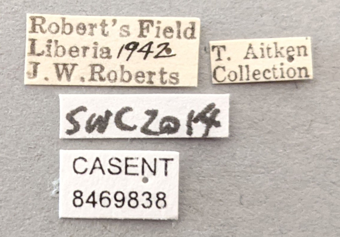 Anopheles gambiae image