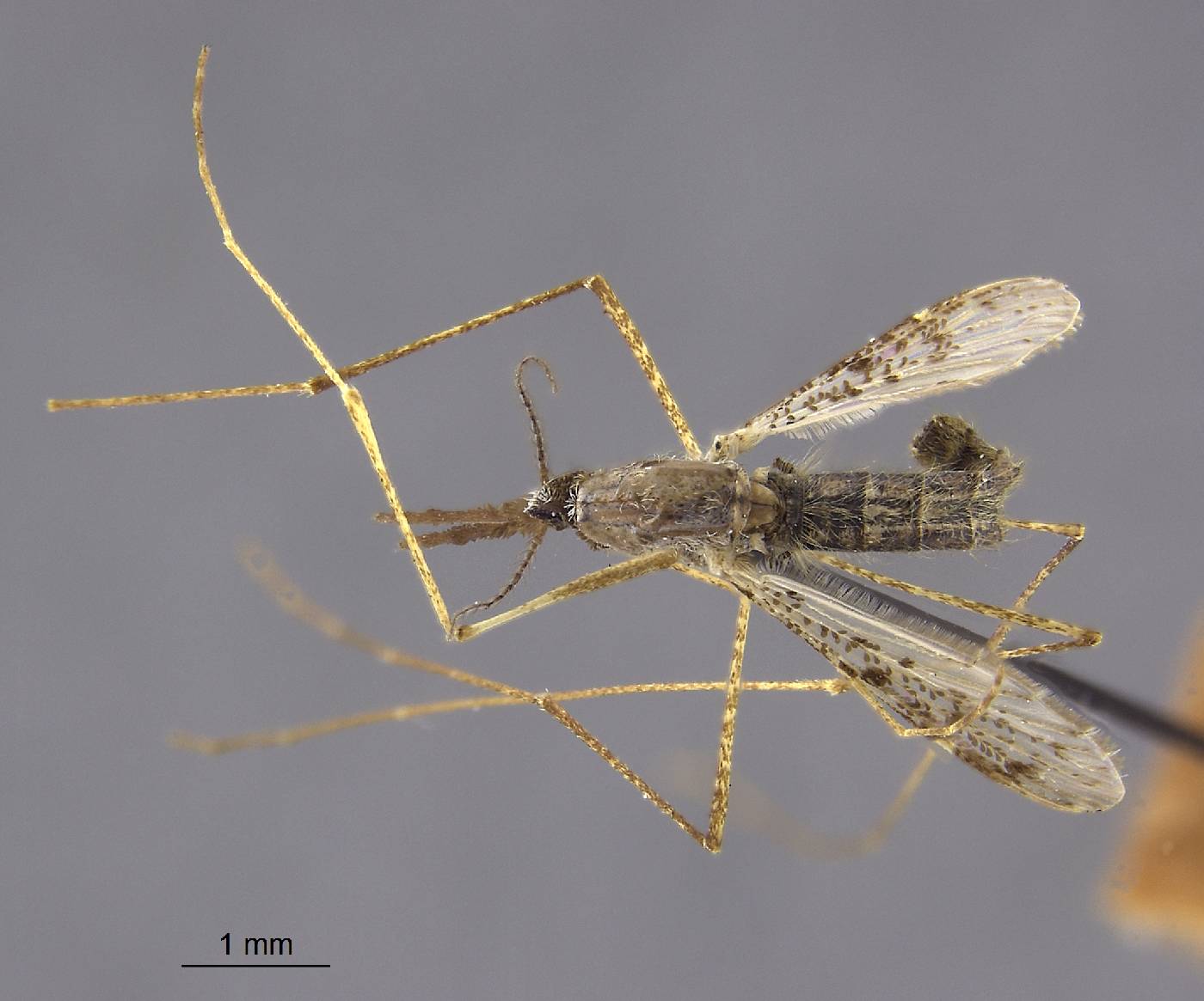 Anopheles grabhamii image