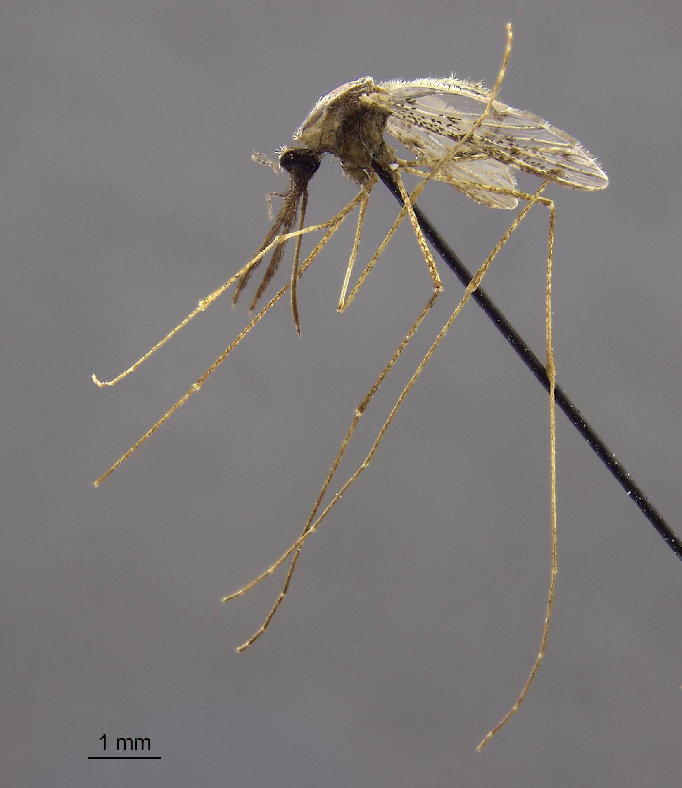 Anopheles grabhamii image