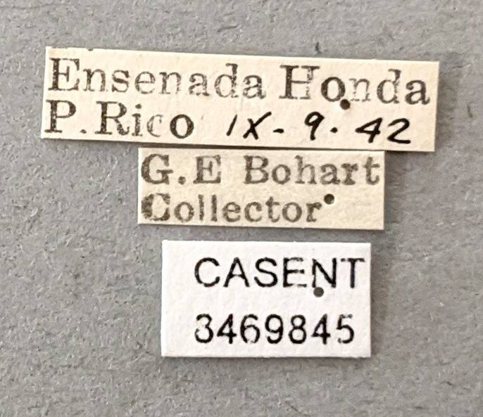 Anopheles grabhamii image