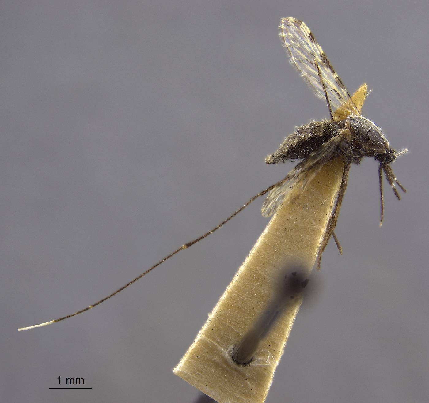 Anopheles hancocki image