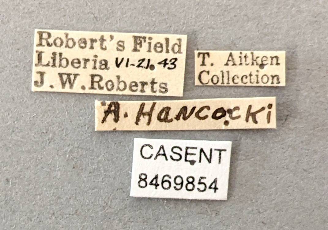 Anopheles hancocki image