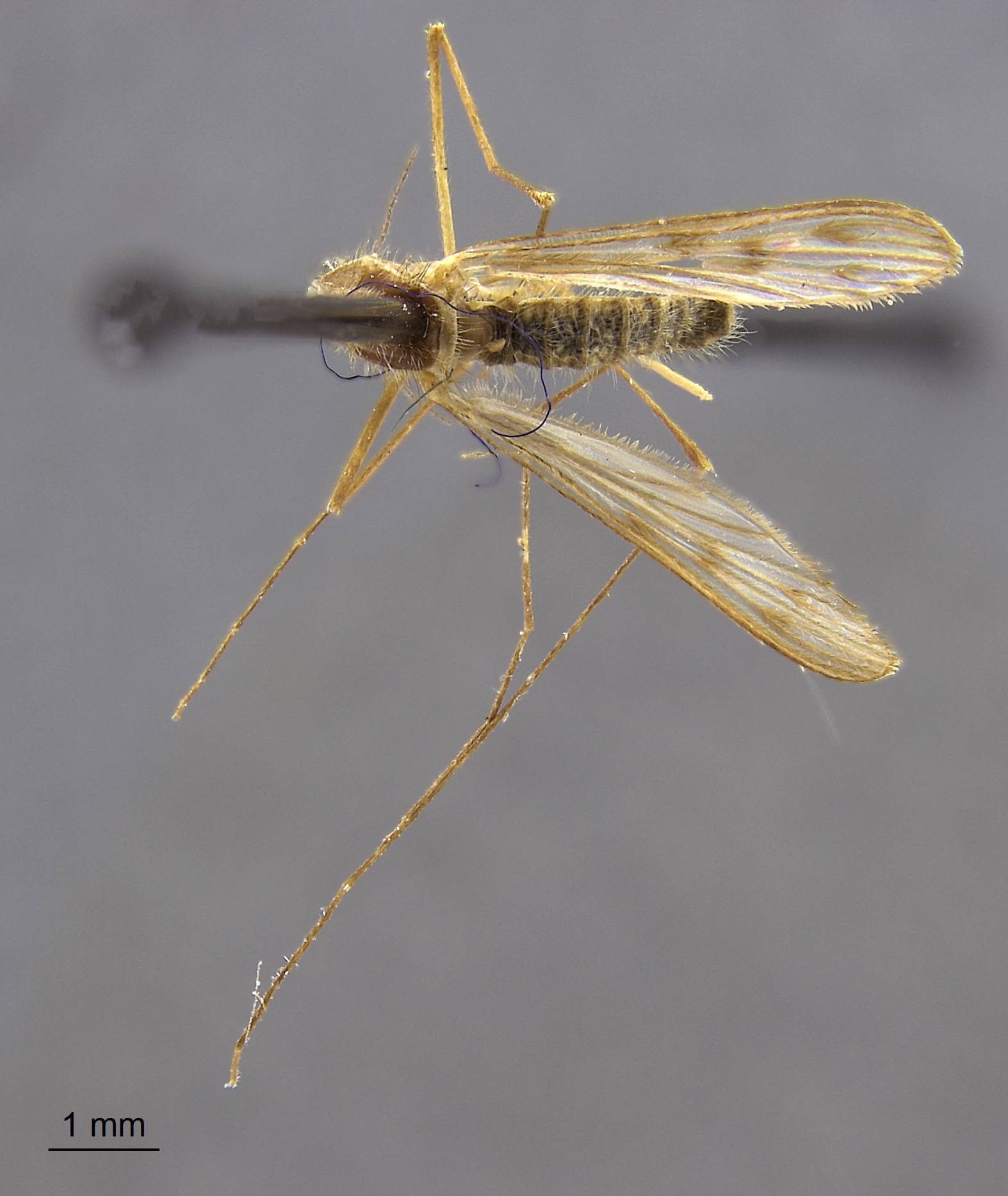 Anopheles hermsi image