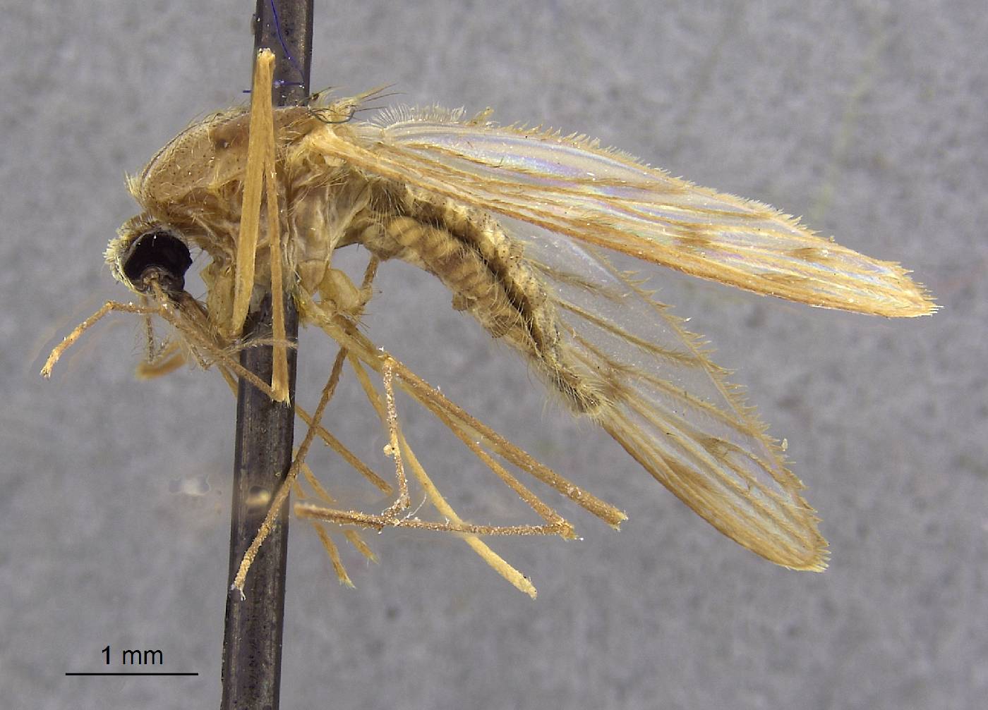 Anopheles hermsi image