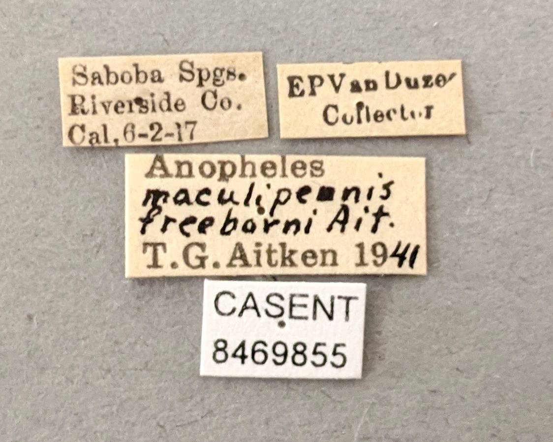 Anopheles hermsi image